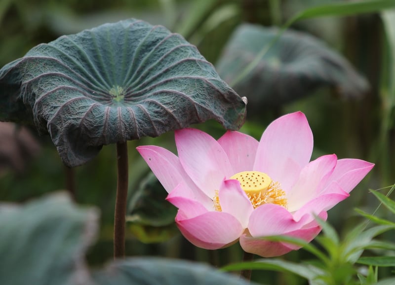 Meditation Lotus Pose